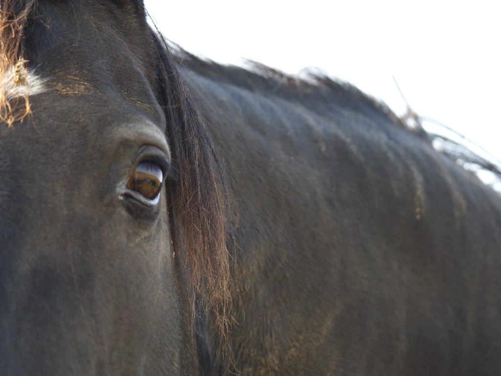 Fonds d'cran Animaux Chevaux Cheval