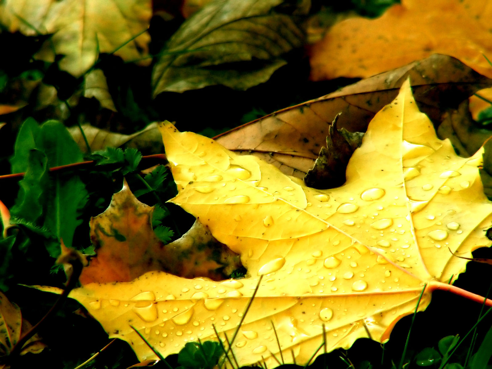 Fonds d'cran Nature Feuilles - Feuillages Feuille morte