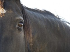 Fonds d'cran Animaux Cheval