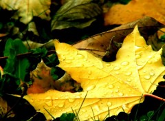 Fonds d'cran Nature Feuille morte