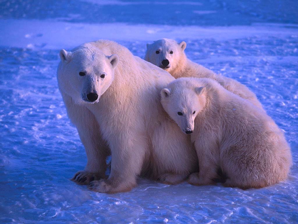 Fonds d'cran Animaux Ours 