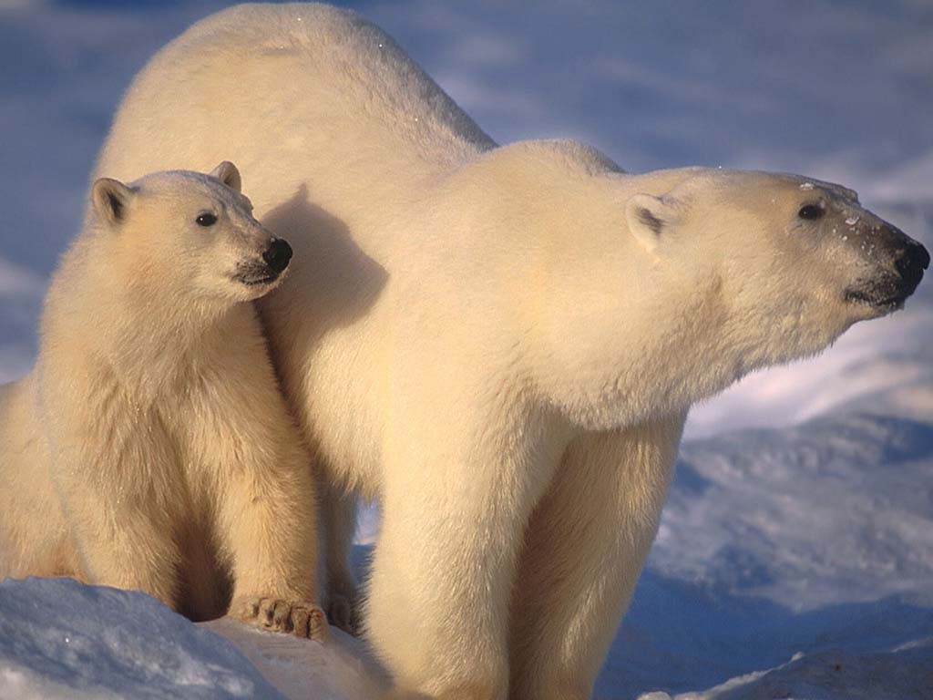 Wallpapers Animals Bears 