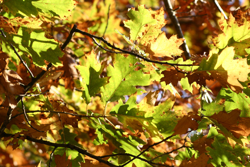 Fonds d'cran Nature Saisons - Automne 