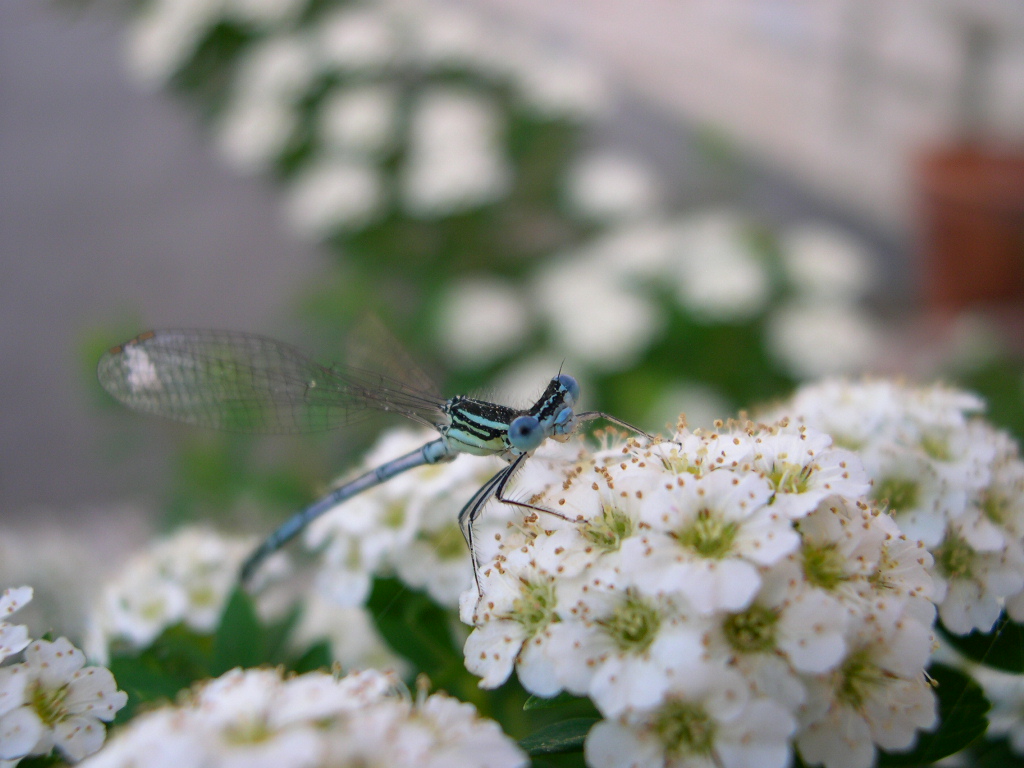 Fonds d'cran Animaux Insectes - Libellules libellule