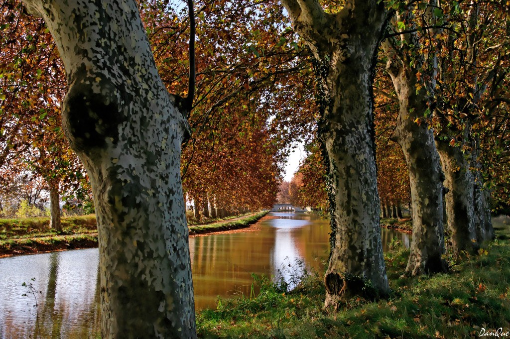 Wallpapers Trips : Europ France > Languedoc-Roussillon Canal du Midi