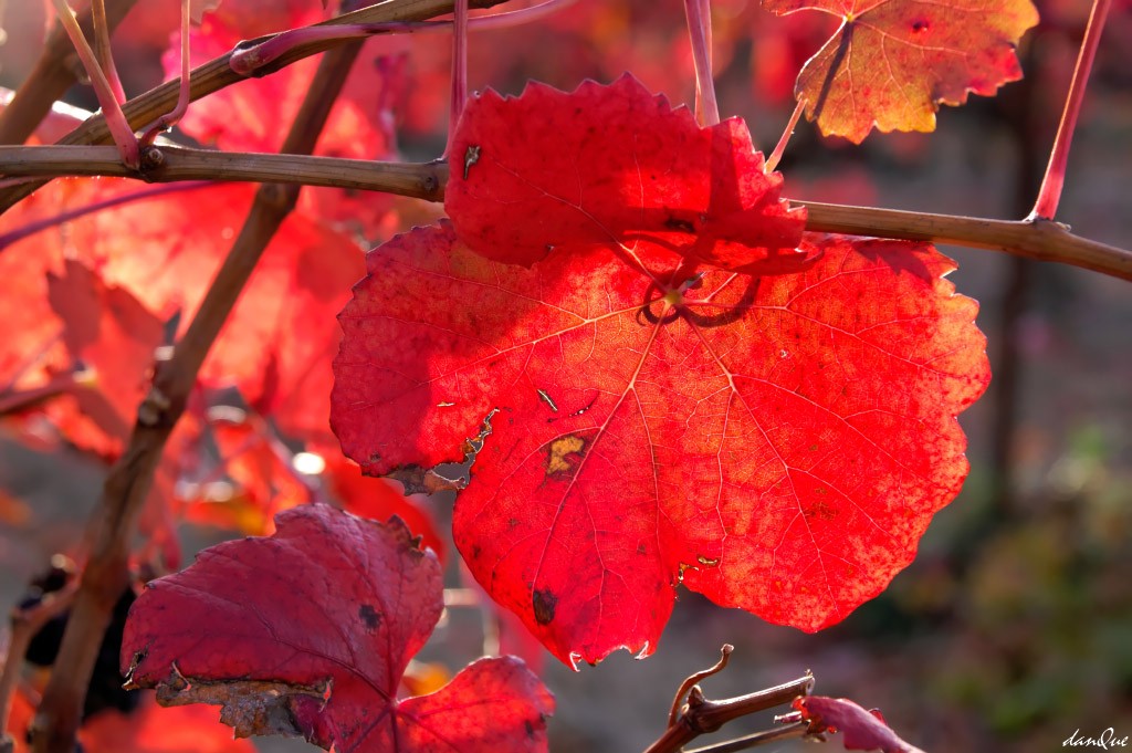 Fonds d'cran Voyages : Europe France > Languedoc-Roussillon Vignoble dans le minervois