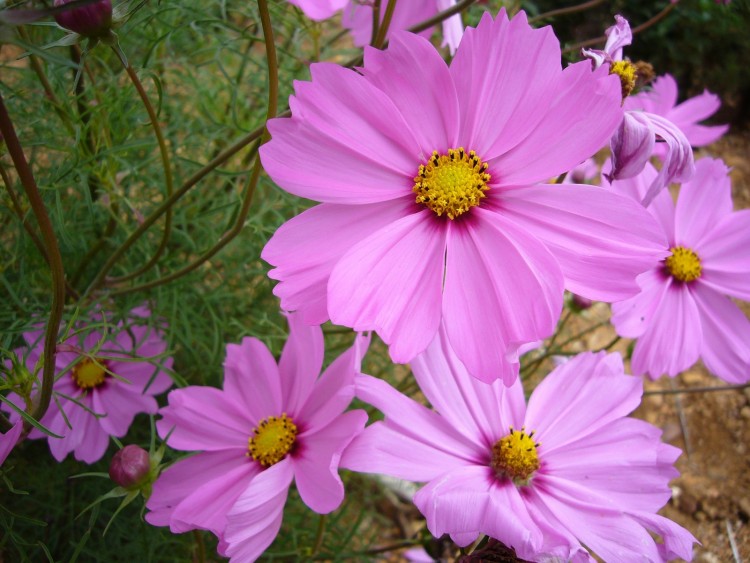 Fonds d'cran Nature Fleurs Cosmos