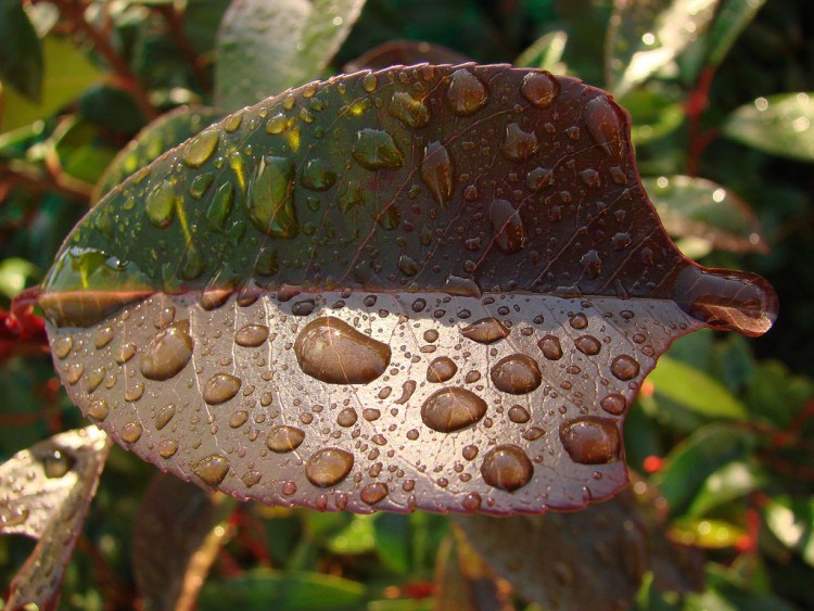 Wallpapers Nature Leaves - Foliage Feuille qui a t mang bien symtriquement