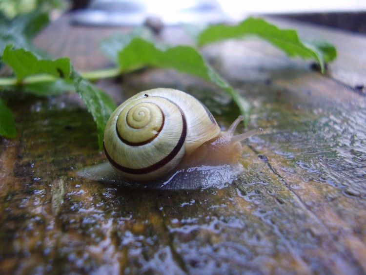 Fonds d'cran Animaux Escargots - Limaces littlescarg