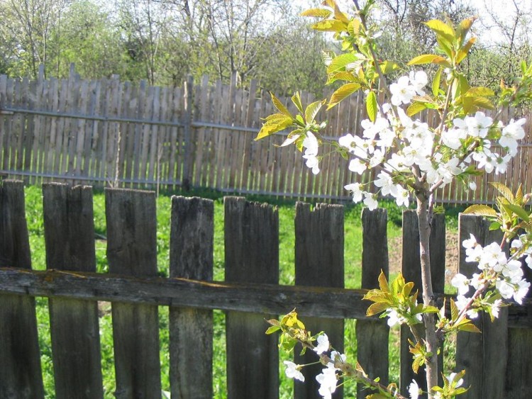 Fonds d'cran Nature Arbres - Forts Luna Mari in Romania