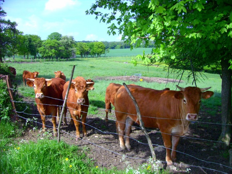 Fonds d'cran Animaux Vaches - Taureaux - Boeufs McDo