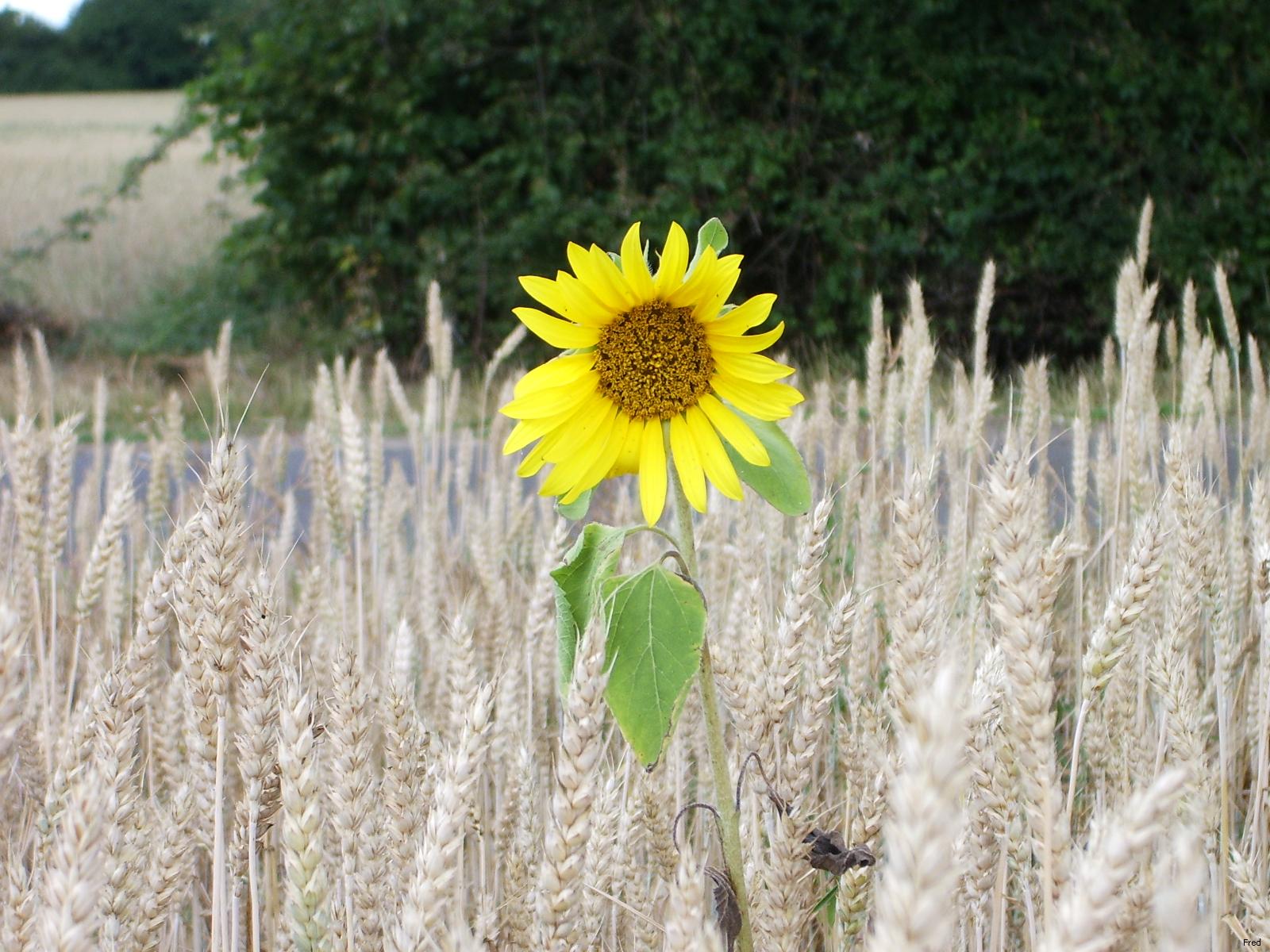 Fonds d'cran Nature Fleurs tournesol perdu