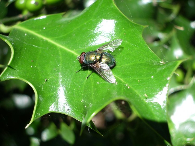 Fonds d'cran Animaux Insectes - Mouches grosse mouche 