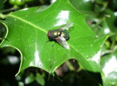 Fonds d'cran Animaux grosse mouche 