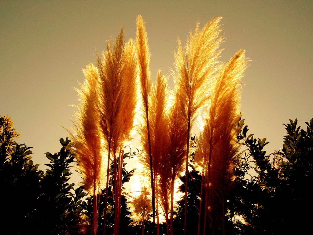 Fonds d'cran Nature Couchers et levers de Soleil Herbes de pampa au soleil couchant      taille diminue toujours du noise?