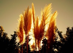 Fonds d'cran Nature Herbes de pampa au soleil couchant      taille diminue toujours du noise?