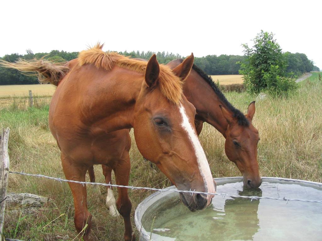 Wallpapers Animals Horses 