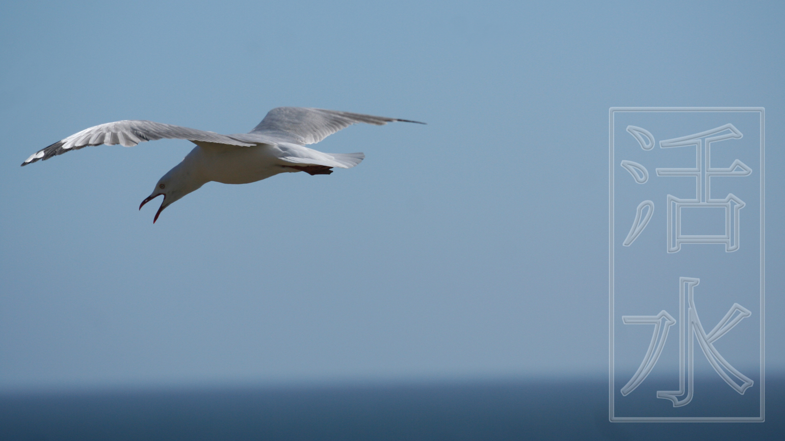 Wallpapers Animals Birds - Gulls seagul