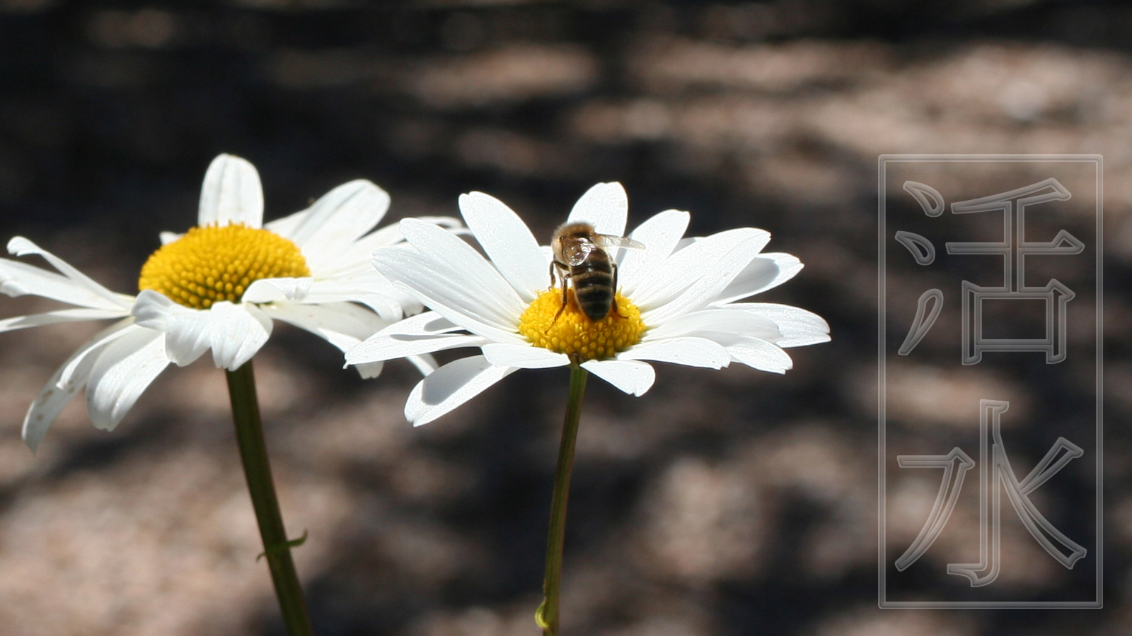 Wallpapers Animals Insects - Bees, Wasps bee