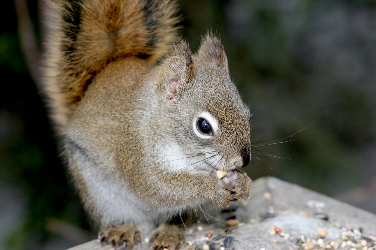 Fonds d'cran Animaux Divers cureuil