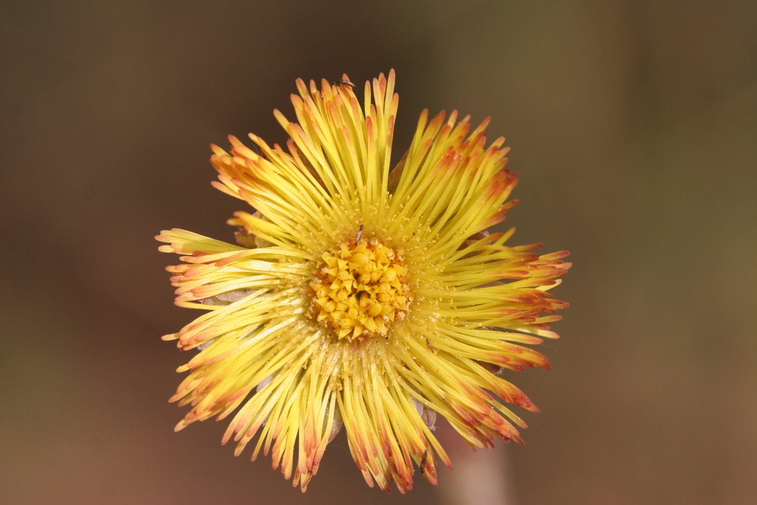 Fonds d'cran Nature Fleurs Fleur