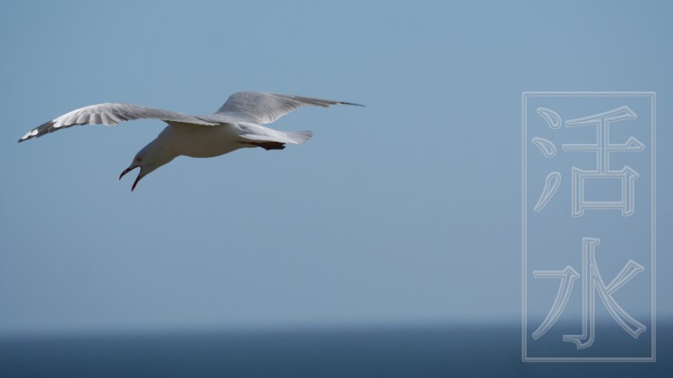 Fonds d'cran Animaux Oiseaux - Mouettes et Golands seagul