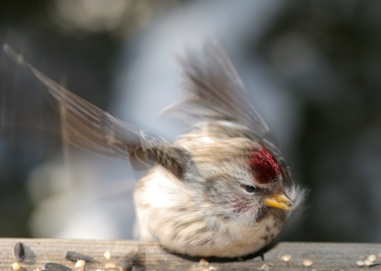 Fonds d'cran Animaux Oiseaux - Sizerins Sizerin flamm