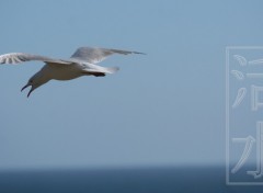 Wallpapers Animals seagul