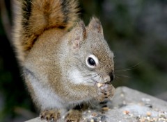 Fonds d'cran Animaux cureuil