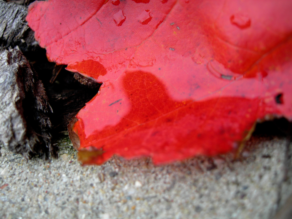 Wallpapers Nature Leaves - Foliage douce couleur de l'automne 3