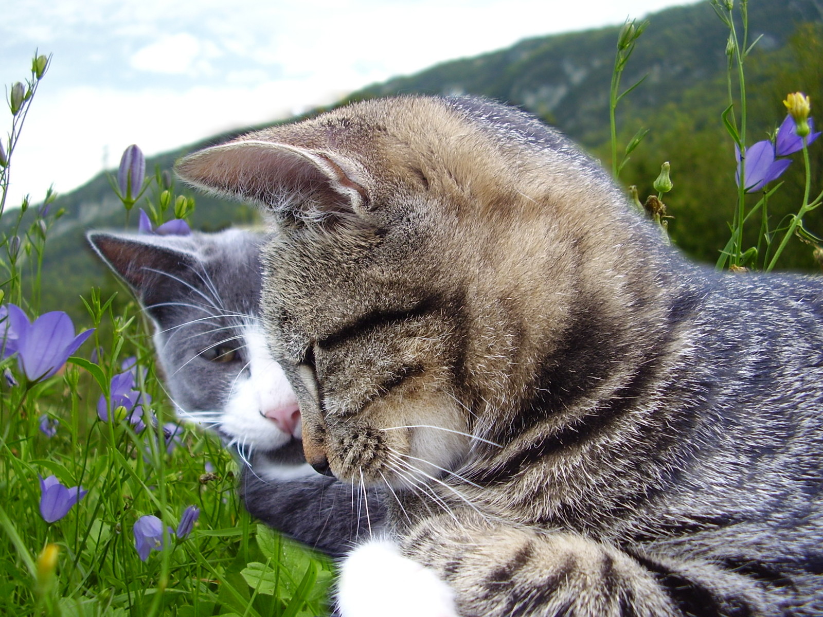 Fonds d'cran Animaux Chats - Chatons lucas&margot