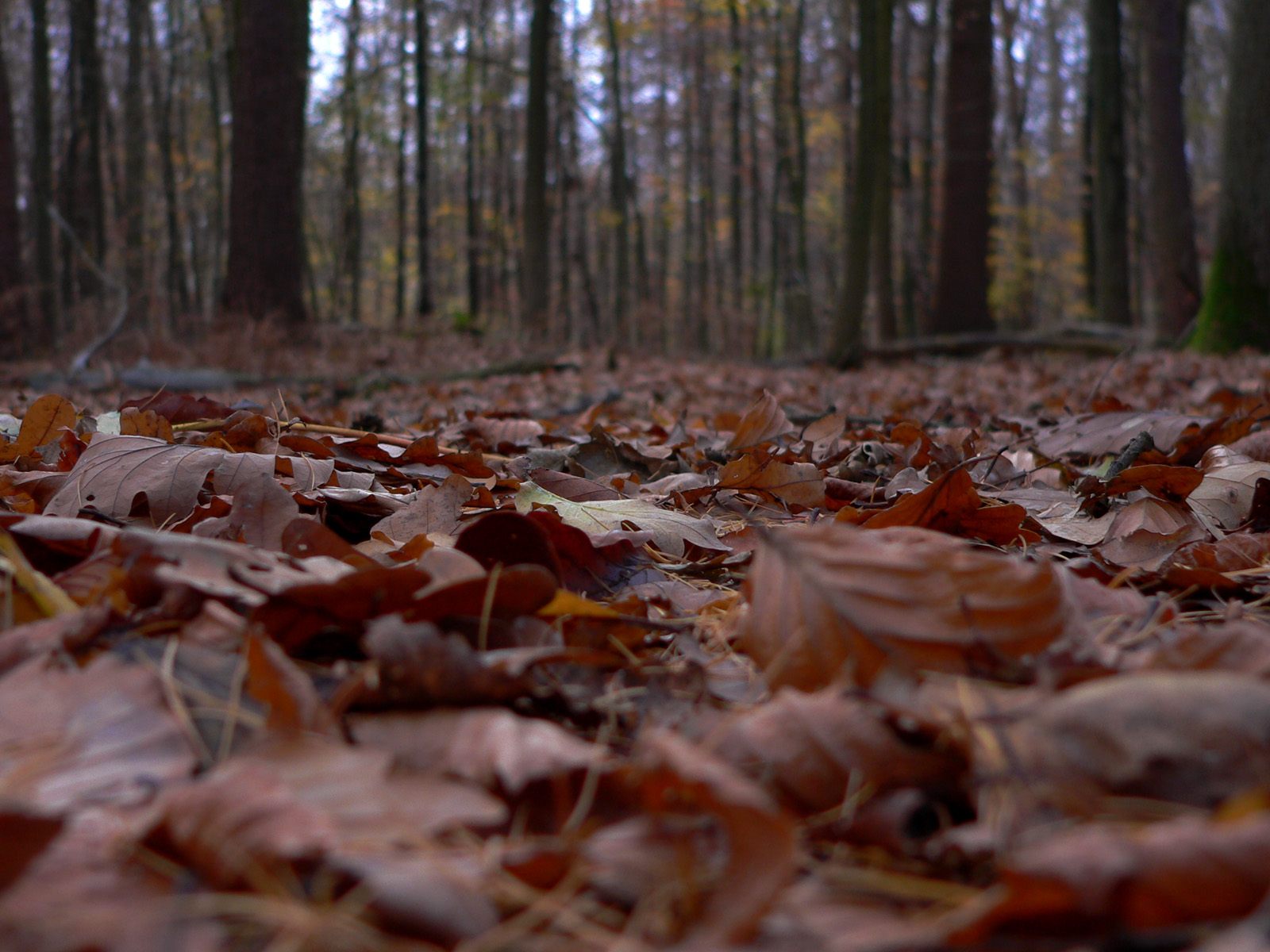 Wallpapers Nature Leaves - Foliage avans plan