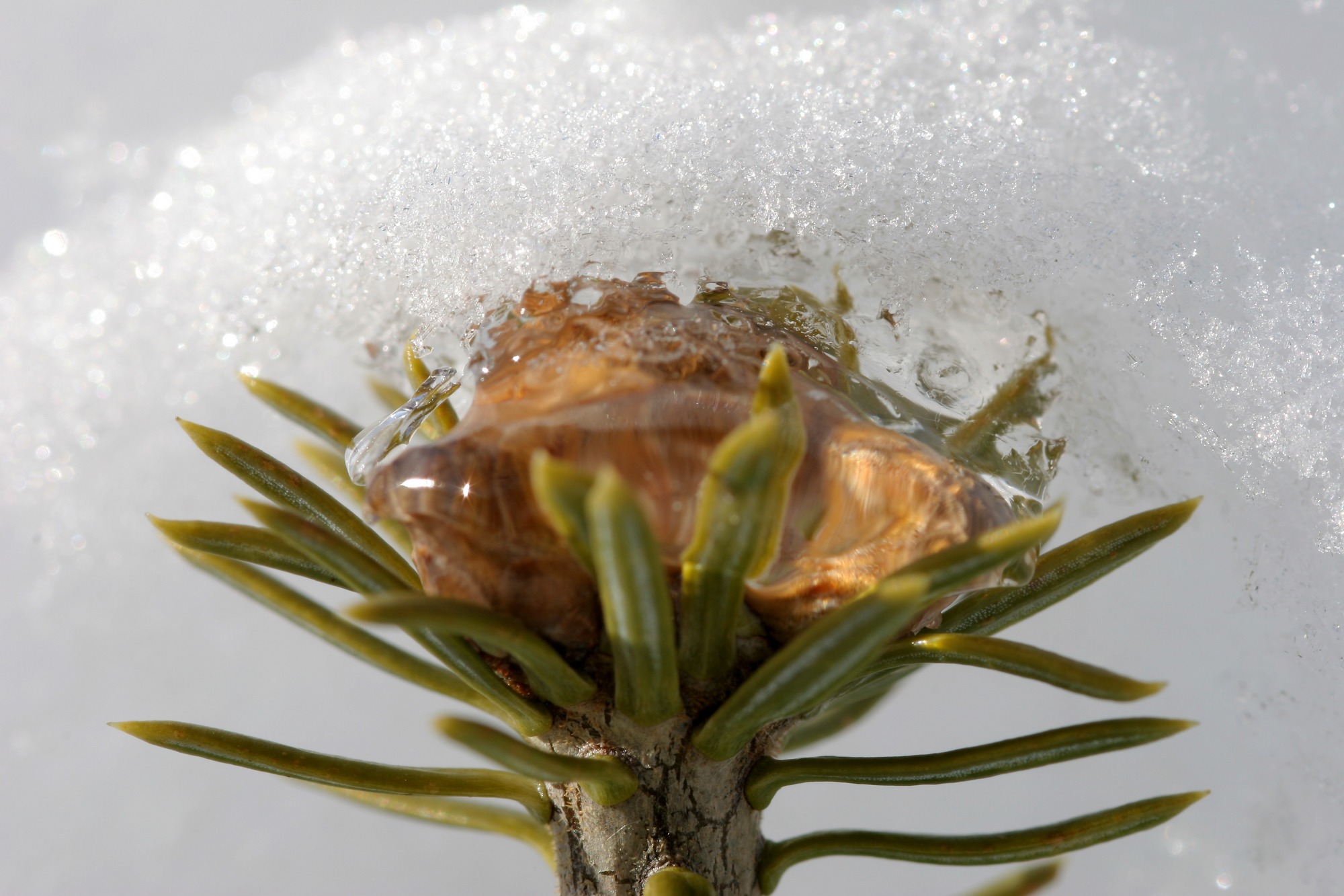 Fonds d'cran Nature Saisons - Hiver Gel