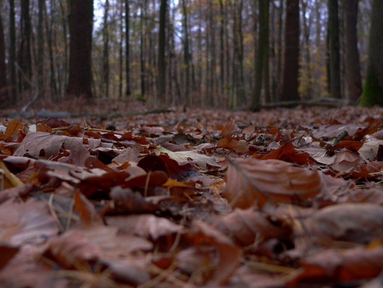 Fonds d'cran Nature Feuilles - Feuillages avans plan