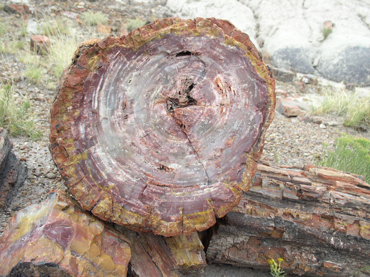 Wallpapers Nature Trees - Forests Petrified forest, Arizona