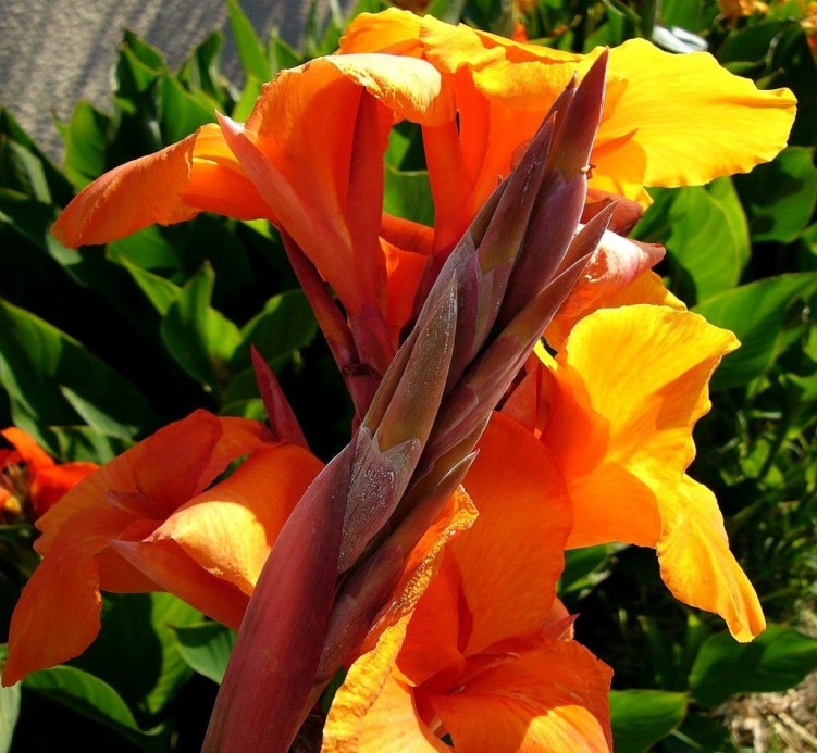 Wallpapers Nature Flowers Canna