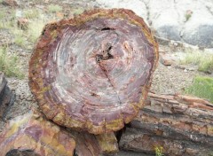 Wallpapers Nature Petrified forest, Arizona