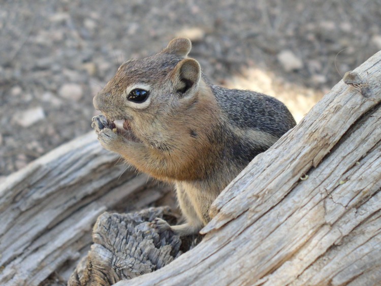 Fonds d'cran Animaux Rongeurs - Ecureuils Un petit pote rencontr  Bryce Canyon