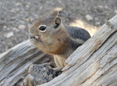 Wallpapers Animals Un petit pote rencontr  Bryce Canyon