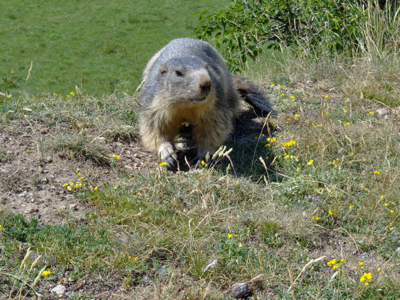 Wallpapers Animals Rodents - Marmot Une trs jolie marmotte