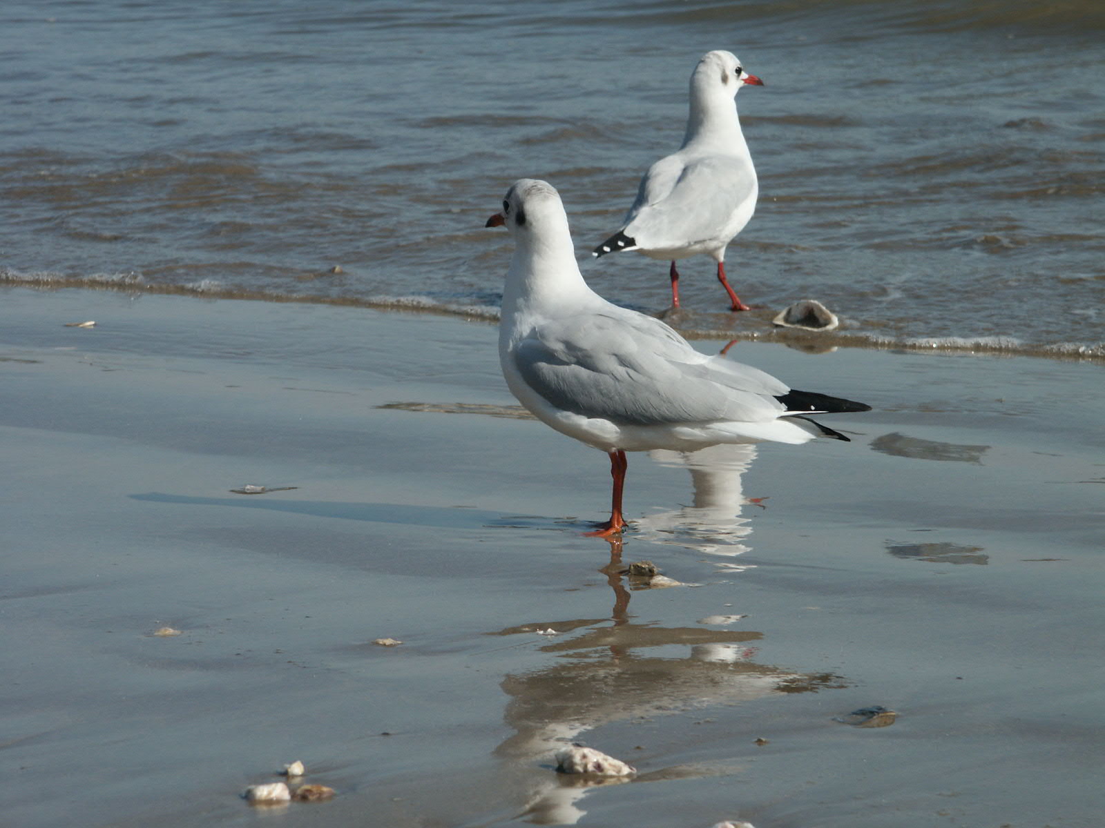 Wallpapers Animals Birds - Gulls Mouettes