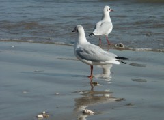 Fonds d'cran Animaux Mouettes