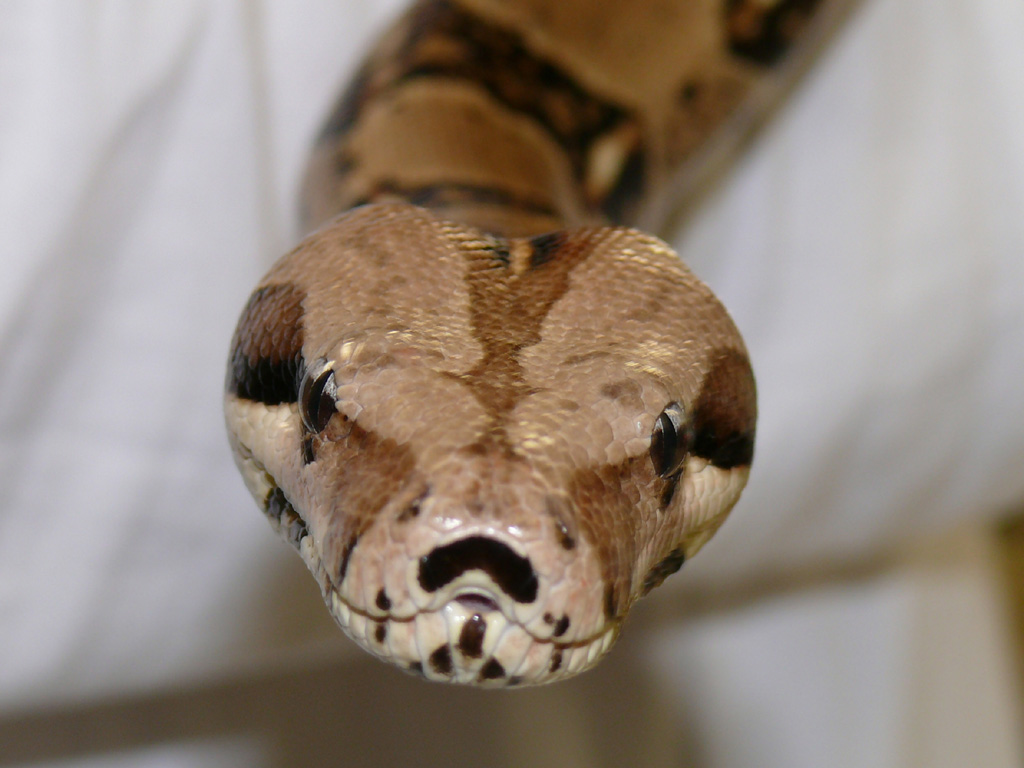 Wallpapers Animals Snakes Python