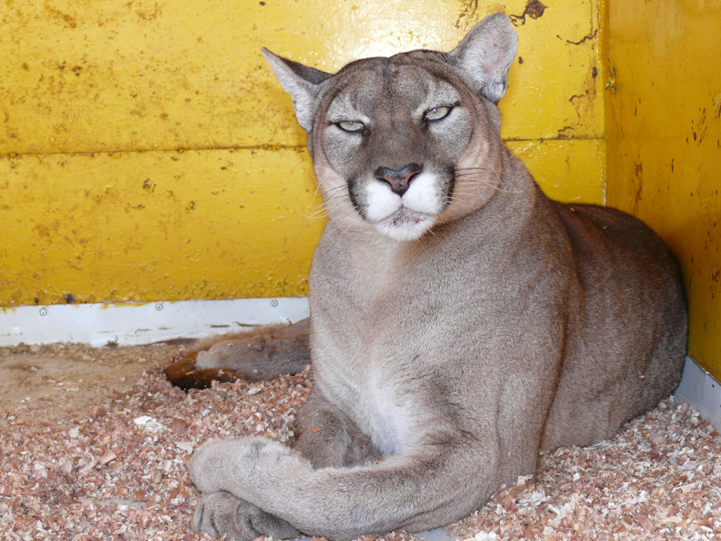 Fonds d'cran Animaux Flins - Pumas Puma