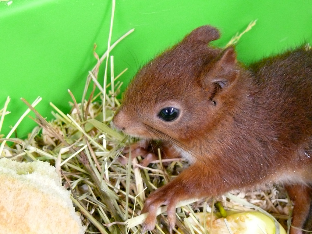 Fonds d'cran Animaux Rongeurs - Divers Ecureuil