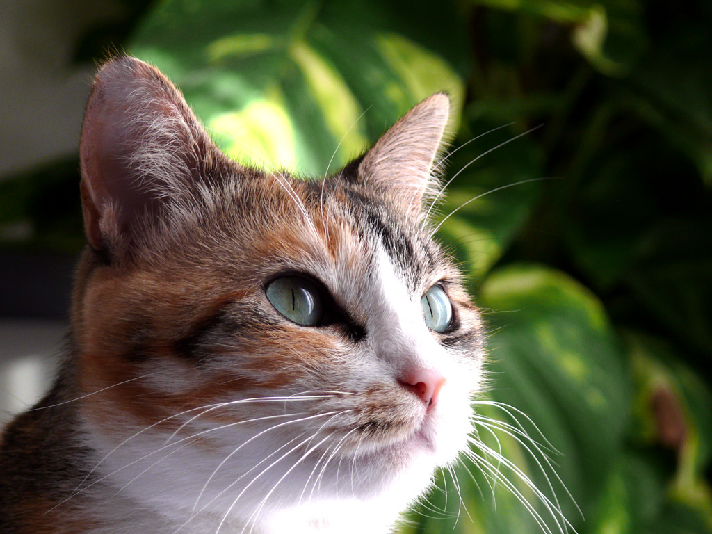 Fonds d'cran Animaux Chats - Chatons Portrait de chat