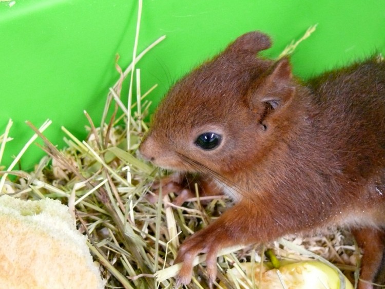 Fonds d'cran Animaux Rongeurs - Divers Ecureuil