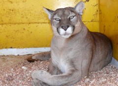 Fonds d'cran Animaux Puma