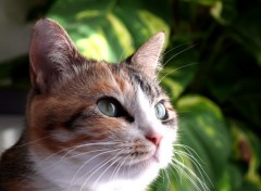 Wallpapers Animals Portrait de chat