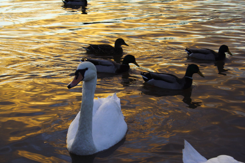 Wallpapers Animals Birds - Ducks 